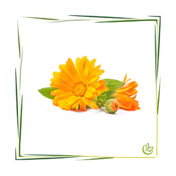 Calendula Extrakt CO2 BIO 20 g